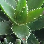 Aloe perfoliata 葉