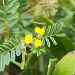 Hippocrepis biflora Fula