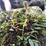 Elaphoglossum spatulatum Blatt