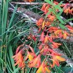 Crocosmia × crocosmiiflora花