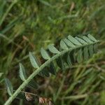 Astragalus hamosus Levél