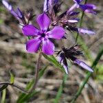 Phlox pilosa Flor