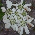 Orlaya grandiflora Blodyn