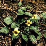 Viola purpurea Habit