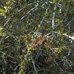 Ceanothus cuneatus Habitus