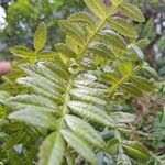 Weinmannia tinctoria 葉