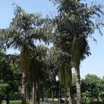 Caryota urens Habit