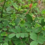 Indigofera hirsuta Hábito