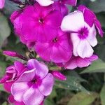 Phlox paniculataЦветок