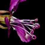 Clarkia rhomboidea Blüte