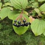 Cornus sanguinea Froito