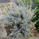 Helichrysum italicum Blad