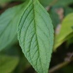 Matourea azurea Leaf