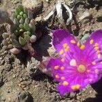 Phemeranthus brevicaulis Flower