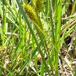 Carex rostrata Hábito