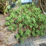Aeonium goochiae Hábito