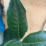 Ficus aurea Fuelha