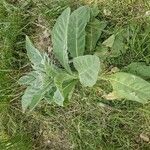 Verbascum phlomoides Folio