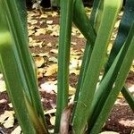 Anthurium schlechtendalii Kabuk