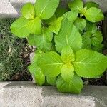 Hydrangea arborescensLeaf