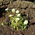 Saxifraga cespitosa Агульны выгляд