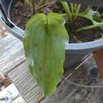Drimiopsis maculata Leaf