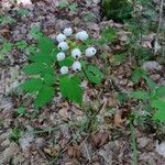 Actaea pachypoda Vaisius