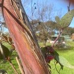 Eucalyptus caesia 树皮