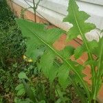 Lactuca floridana Hoja