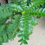 Caesalpinia echinata Hoja