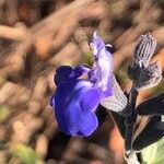 Salvia chamaedryoides Цвят