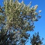 Olea europaea Habitus