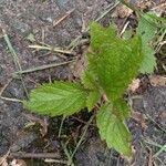 Verbena urticifolia 葉