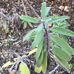 Salvia candelabrum Hoja