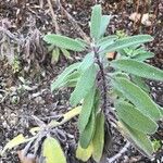 Salvia candelabrum Leaf