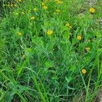Emilia discifolia 整株植物
