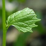 Alliaria petiolata Leaf