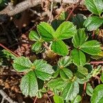 Fragaria chiloensis Leaf