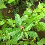 Acalypha australis Folha