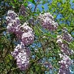 Syringa persica 花