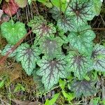 Heuchera americana 葉