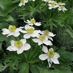 Anemonastrum narcissiflorum Blüte