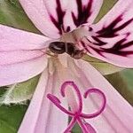 Pelargonium × asperum Flor