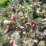 Picea retroflexa Otro