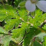 Erodium lebelii ഇല