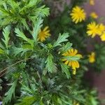 Euryops chrysanthemoides Folio