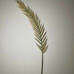 Agropyron cristatum Fruto