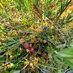 Vaccinium oxycoccos Fruit