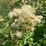 Filipendula ulmariaFlor