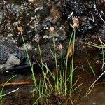 Juncus triglumis عادت داشتن